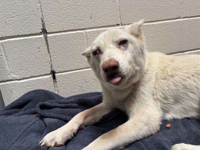 Mallow, a Siberian Husky (mix breed), available for adoption