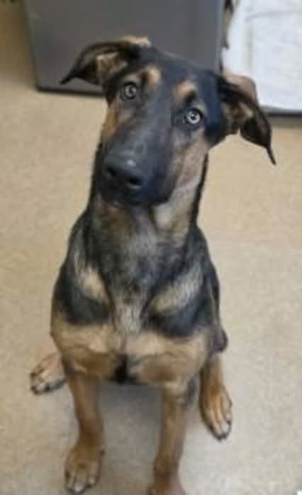 Harvey, a Shepherd (mix breed), available for adoption