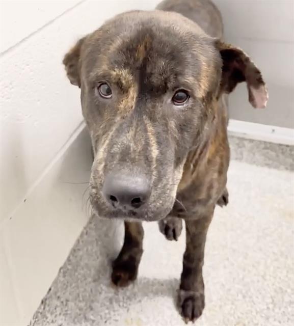 Rocky, a Dutch Shepherd, available for adoption