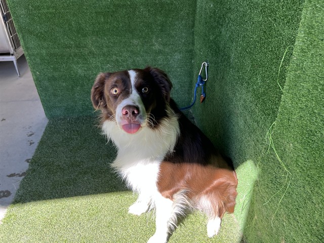 A5799933, a Border Collie, available for adoption