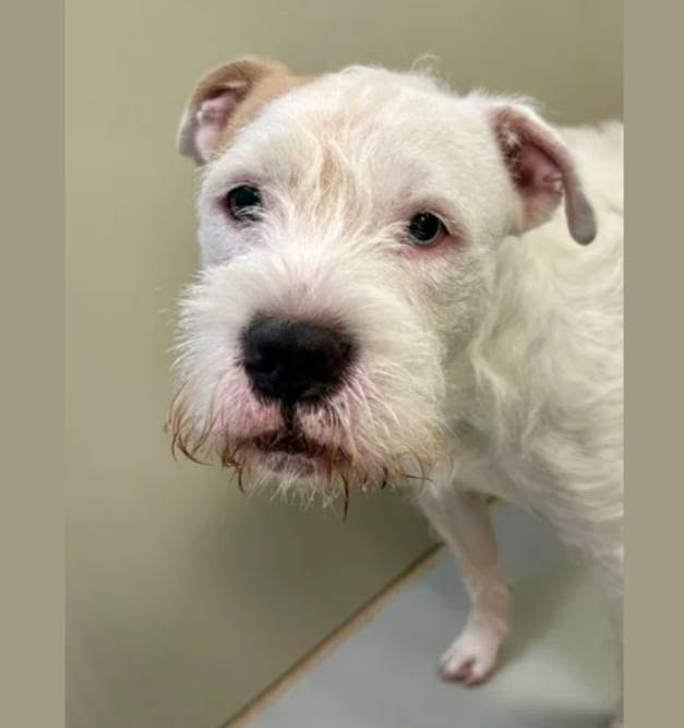 A190835, a Schnauzer (mix breed), available for adoption