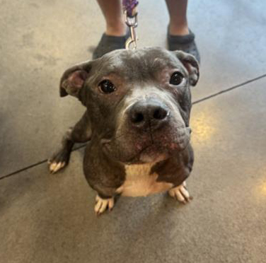 A190901, a Pit Bull Terrier, available for adoption