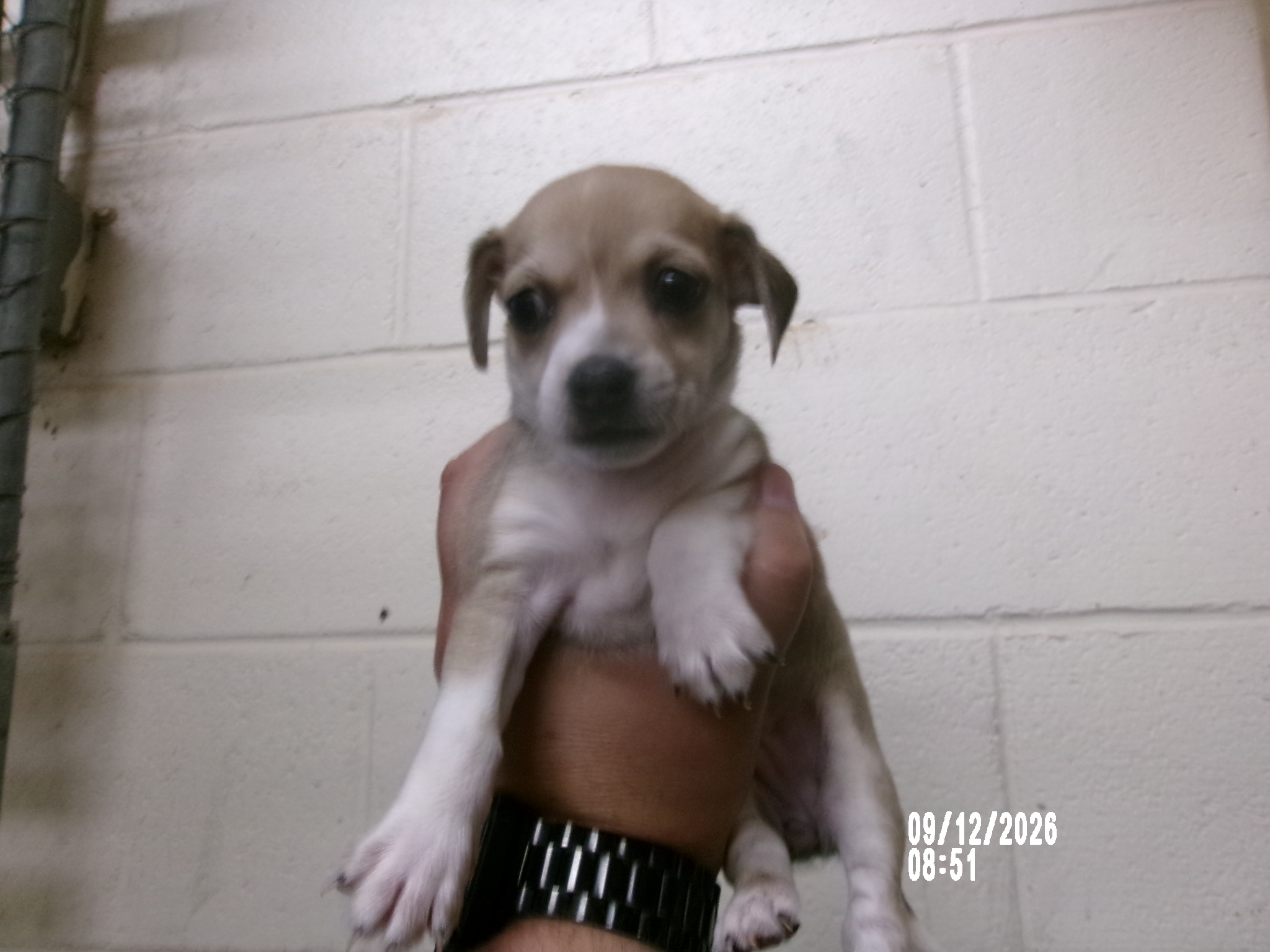 Mavis, a Terrier (mix breed), available for adoption