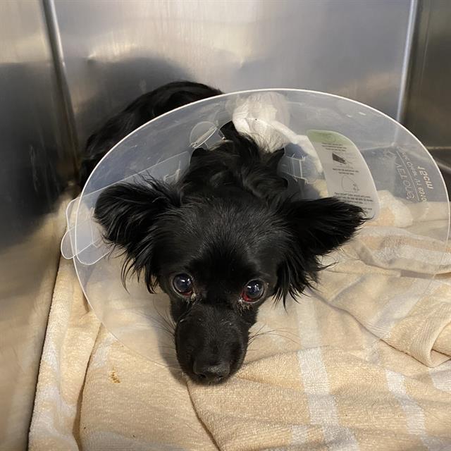A614256, a Chihuahua, available for adoption