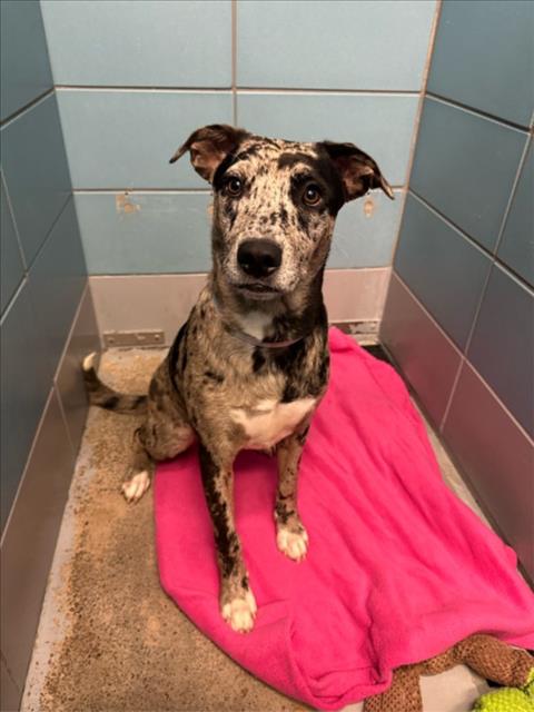 Petunia, a Catahoula Leopard Dog (mix breed), available for adoption