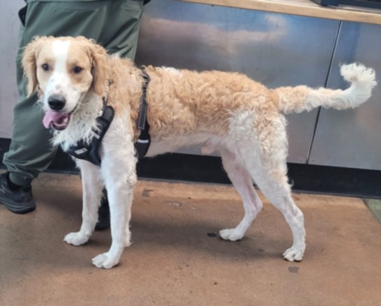 Steve, a Golden Retriever (mix breed), available for adoption