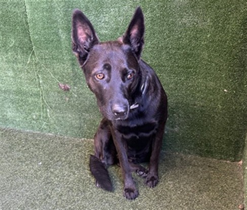 Becca, a German Shepherd, available for adoption