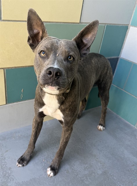 Armand, a Pit Bull Terrier, available for adoption
