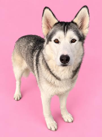 Whisper, a Siberian Husky (mix breed), available for adoption