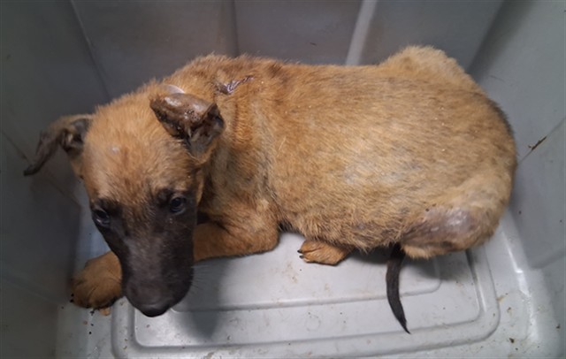 A5802093, a Belgian Shepherd Malinois, available for adoption