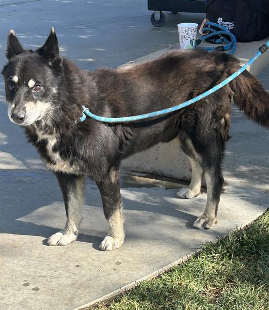 Shadow, a German Shepherd (mix breed), available for adoption