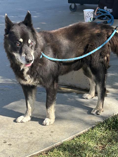 Other Photos of thie Dog