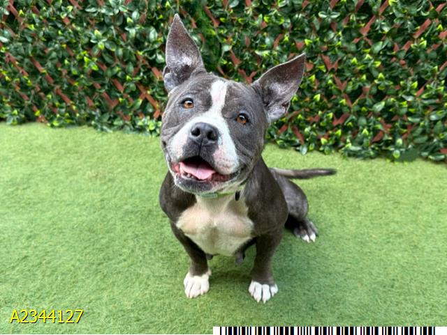 Pumpkin, a Pit Bull Terrier, available for adoption