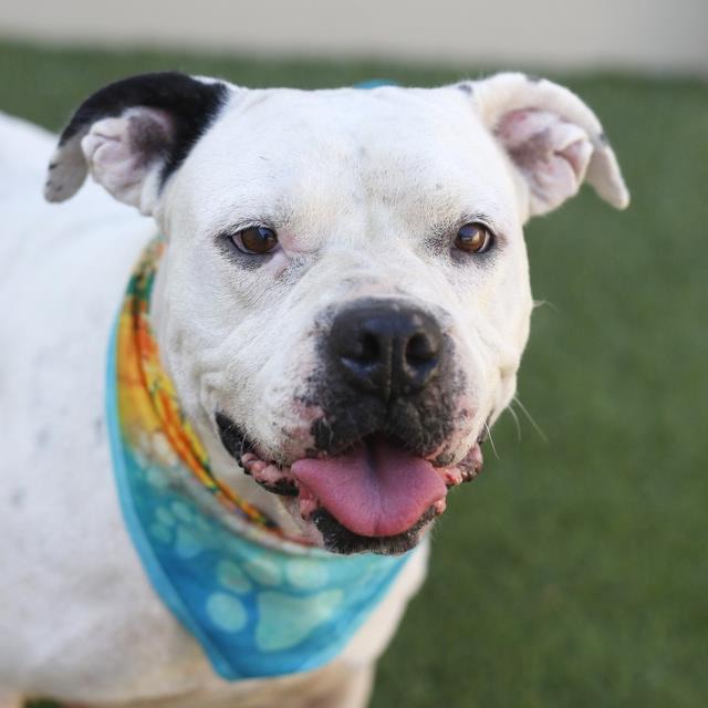 Lorelai, a American Bulldog, available for adoption