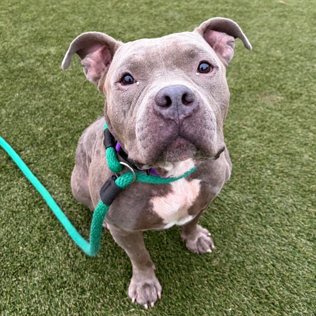 Fink, a Pit Bull Terrier, available for adoption