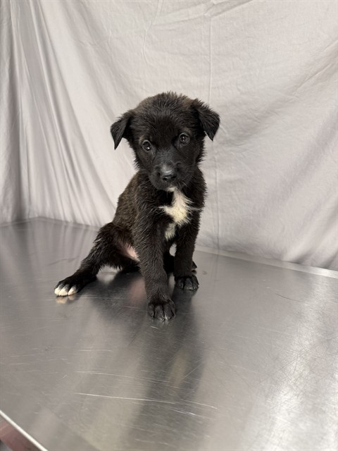 Agatha, a German Shepherd, available for adoption