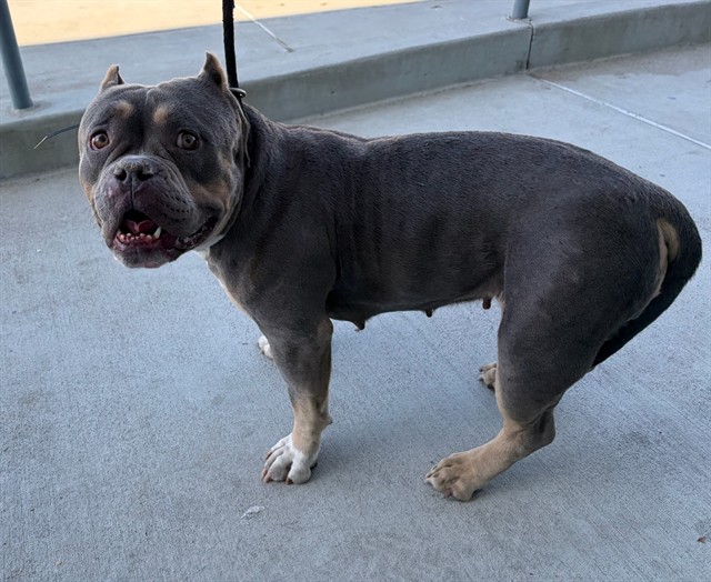 Baby, a American Bulldog, available for adoption