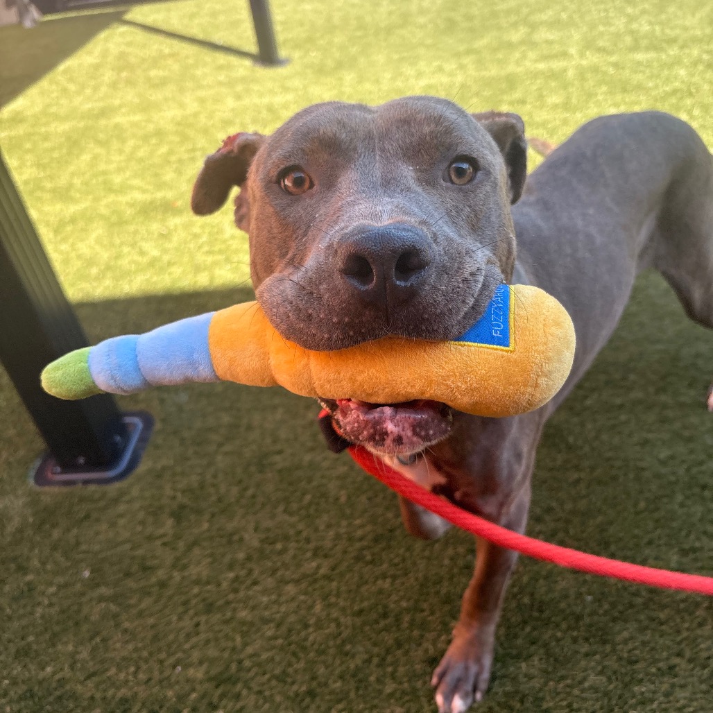 Cedric, a Pit Bull Terrier (mix breed), available for adoption