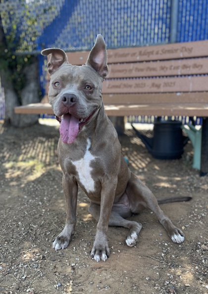 Blue Rose, a Pit Bull Terrier, available for adoption