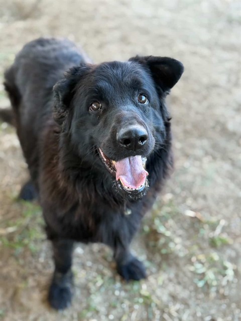 Zorra, a Flat-coated Retriever (mix breed), available for adoption