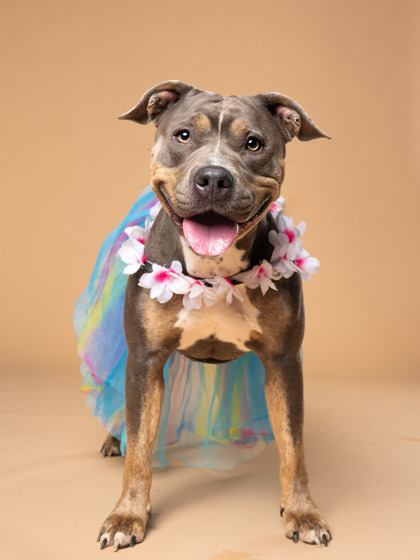 Beechi, a Pit Bull Terrier (mix breed), available for adoption