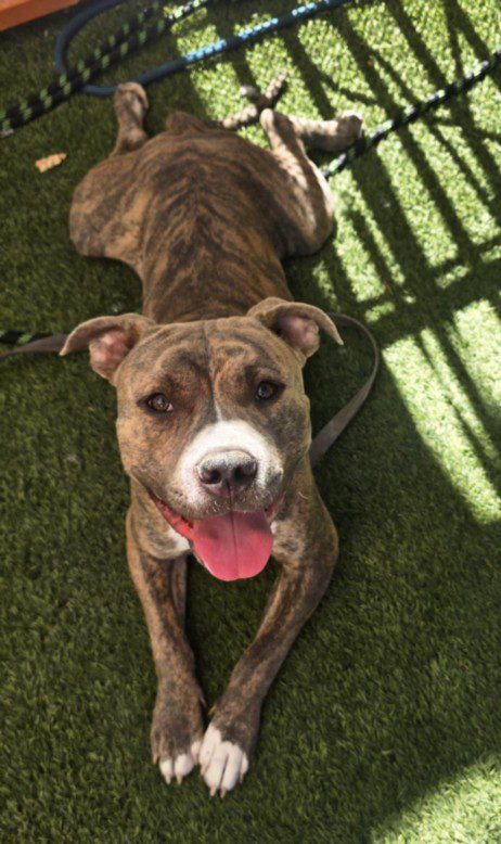 Sharkey, a Pit Bull Terrier, available for adoption
