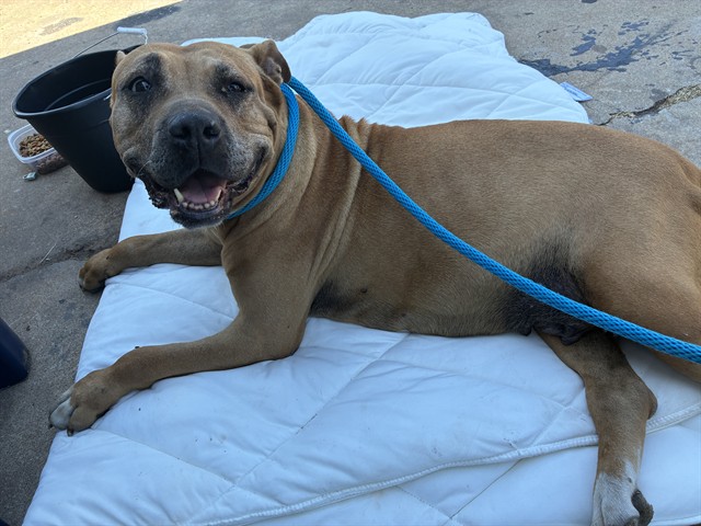 A481228, a Mastiff (mix breed), available for adoption