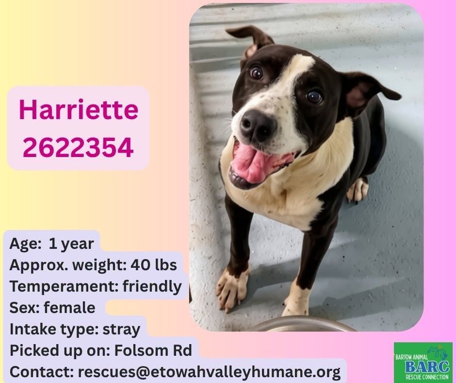 Harriett, a American Staffordshire Terrier, available for adoption