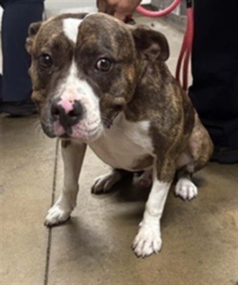 Meatball, a American Bulldog (mix breed), available for adoption