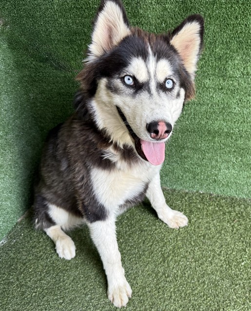 Nova, a Siberian Husky, available for adoption