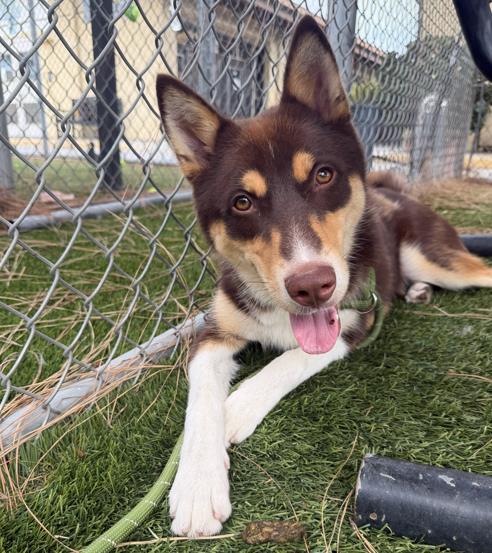 Aspen, a Siberian Husky, available for adoption