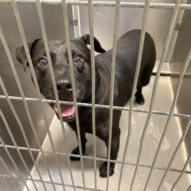 A615188, a Pit Bull Terrier, available for adoption
