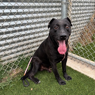 Art, a Pit Bull Terrier, available for adoption