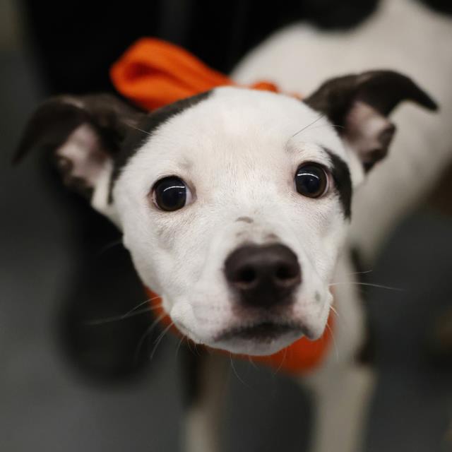 Cecilia, a American Staffordshire Terrier (mix breed), available for adoption
