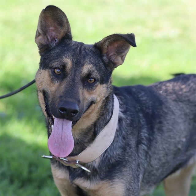 Brigette, a Belgian Shepherd Malinois, available for adoption