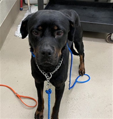 Riri, a Rottweiler (mix breed), available for adoption