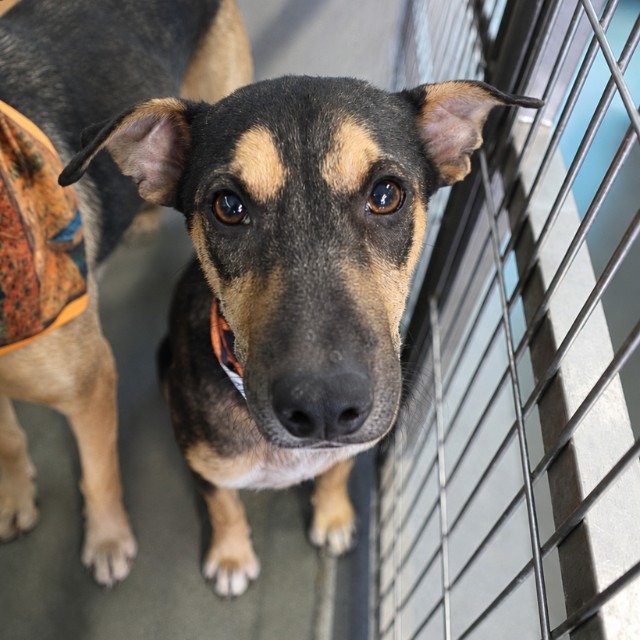 Sabinas, a Shepherd (mix breed), available for adoption