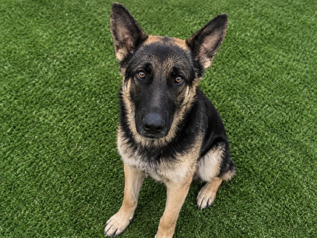 Wilford Wolf, a German Shepherd, available for adoption