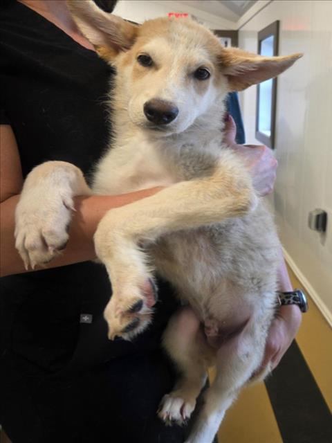 Gizmo, a German Shepherd (mix breed), available for adoption
