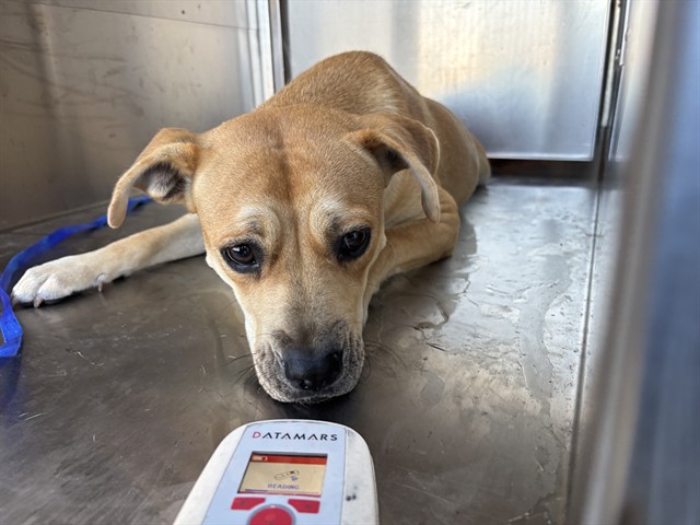 A482031, a Terrier (mix breed), available for adoption