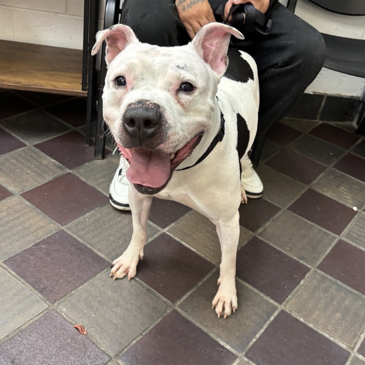 Bank, a Pit Bull Terrier, available for adoption
