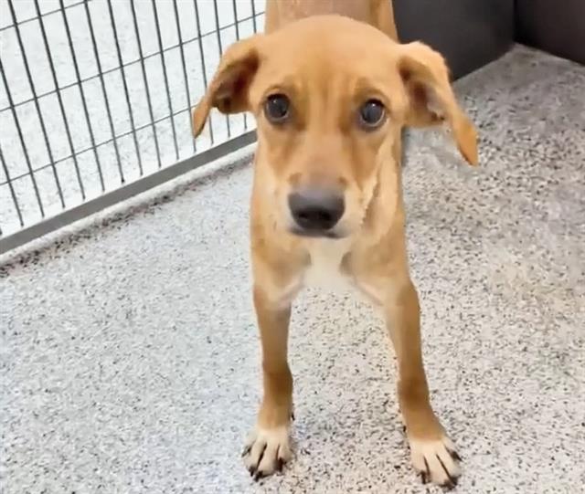 Coffee, a Retriever, available for adoption