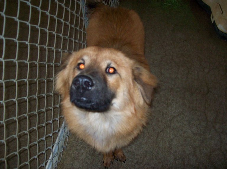 Other Photos of thie Dog