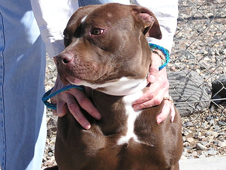Main Photo of this Dog