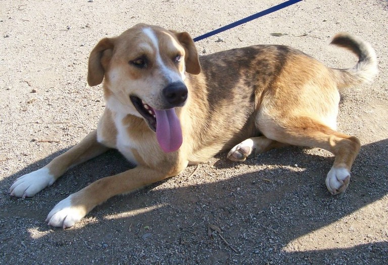 Other Photos of thie Dog