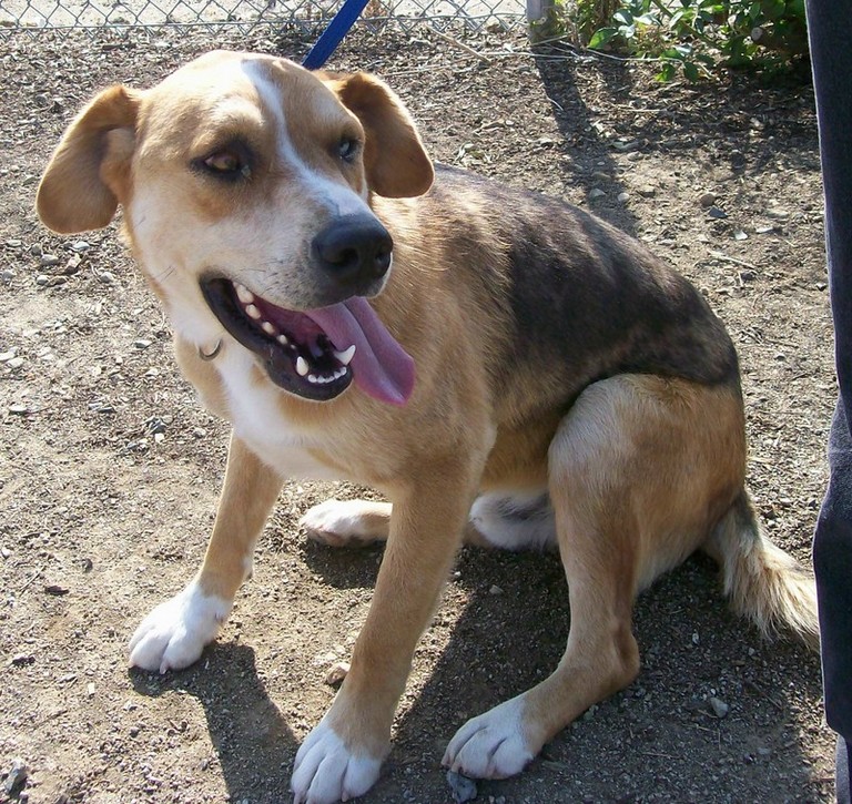 Other Photos of thie Dog