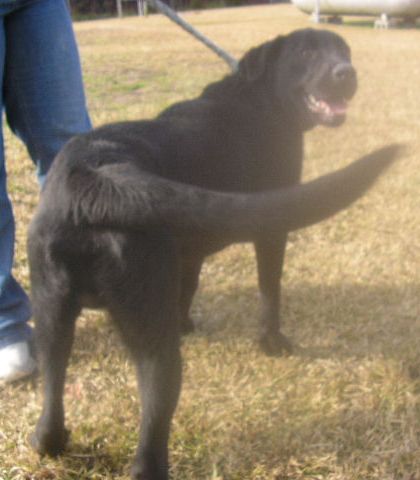 Other Photos of thie Dog