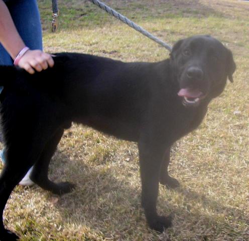 Other Photos of thie Dog