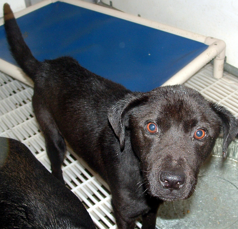 Main Photo of this Dog