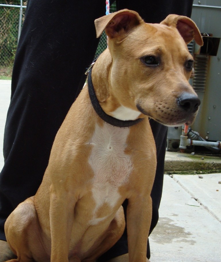 Other Photos of thie Dog